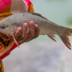Catch a fish from a riverbank with a hand-cut spear.