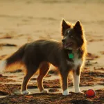 Identify dog breeds from photos at expert level.