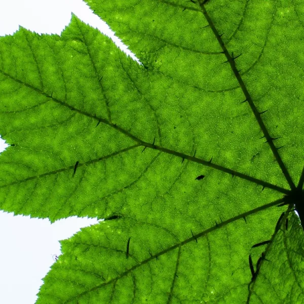 Can AI identify plant species from leaf photographs?