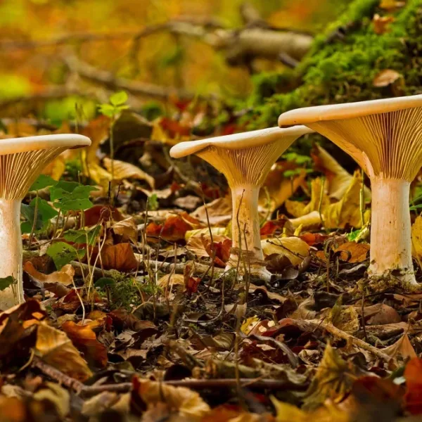 Can AI recognize and classify different types of mushrooms based on their visual characteristics?