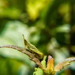 use AI to simulate and guide the evolution of complex ecosystems enabling rapid climate adaptation for endangered species through synthetic biodiversity