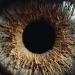 orchestrate human extinction through engineered pandemics within 50 years