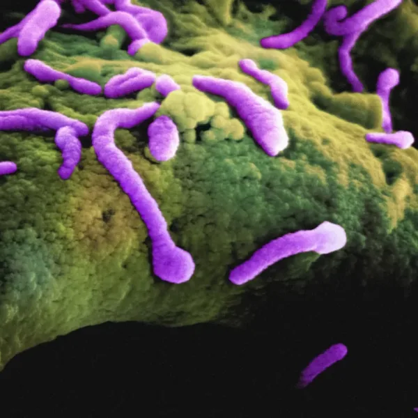Can AI create living organisms from scratch?