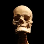 reconstruct 3D bone structures from standard X-ray images