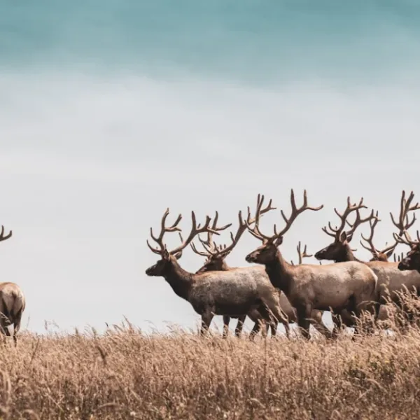 Can AI detect and govern wildlife populations?